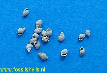 Ringicula dominicana