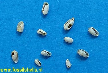 Acteocina recta