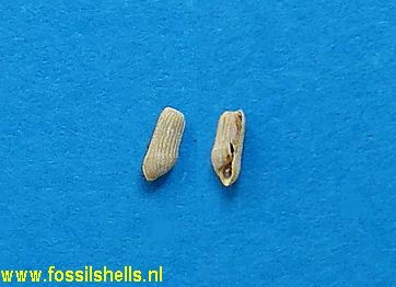 Cylichna lipara