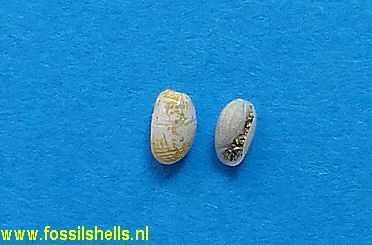 Acteocina triticum tritonis