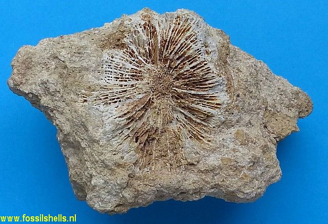Unidentified Cnidaria