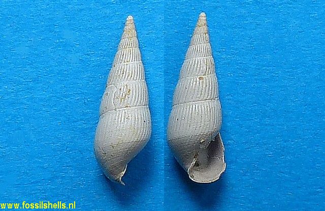 Rissoina puncticulata 