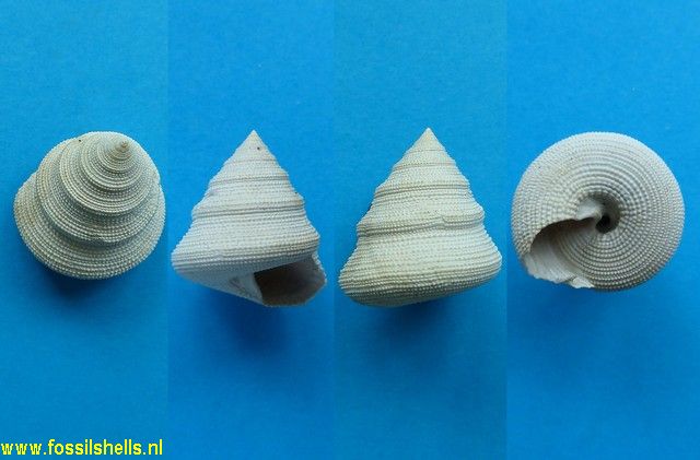 Calliostoma permagnum