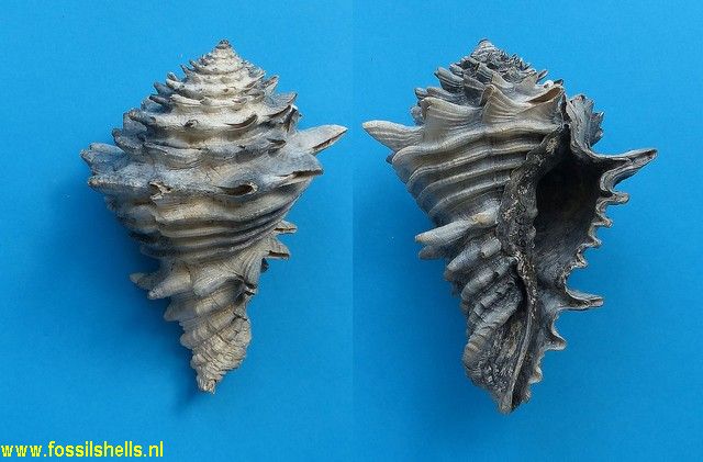 Hystrivasum horridum