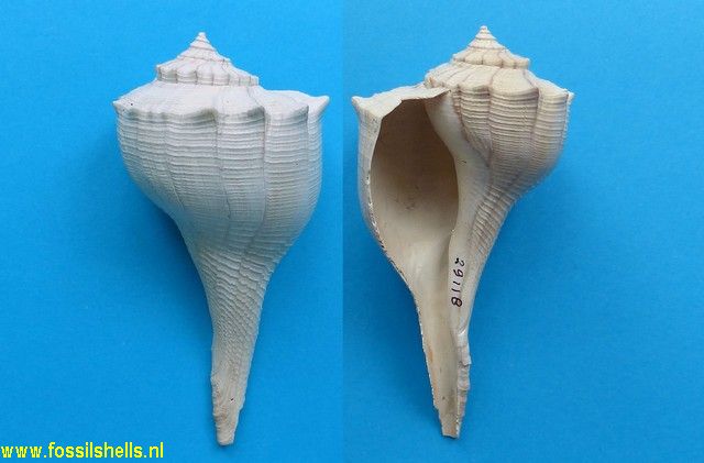Sinistrofulgur sinistrum