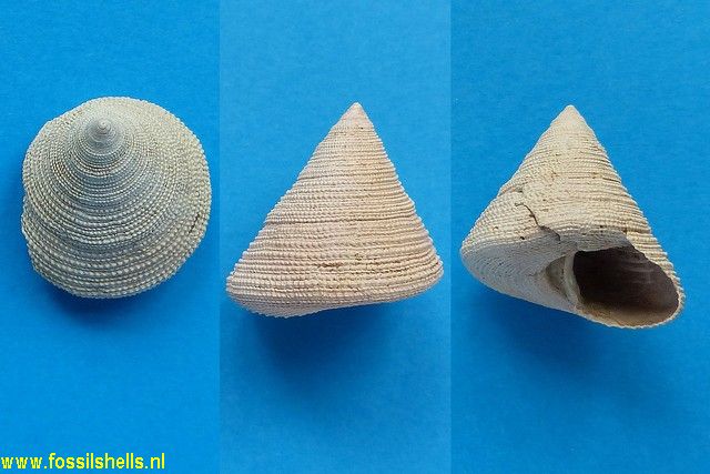 Calliostoma jujubinum