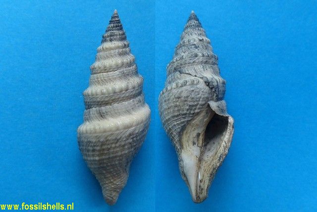 Bathytoma cataphracta dertogranosa