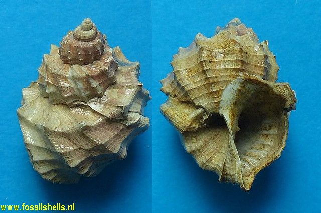 Trigonostoma spiniferum