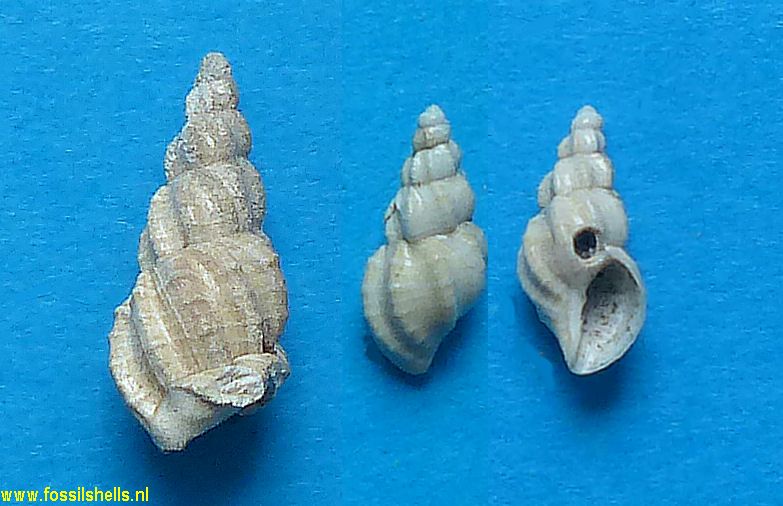 Sveltia varicosa simplicior