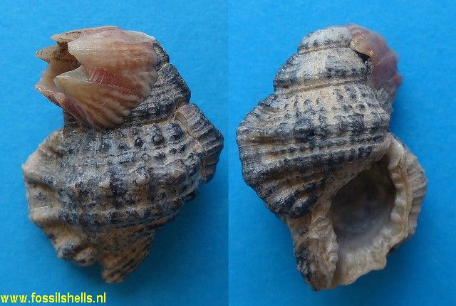 Gyrineum pelouatensis