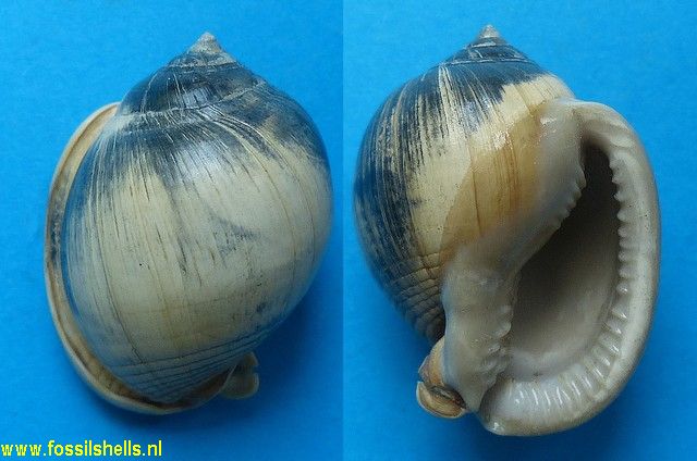 Semicassis incrassata