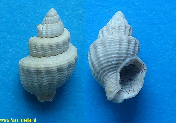 Dorsanum gradatum