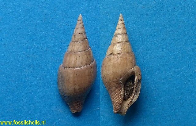 Atilia columbelloides