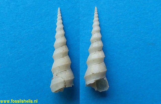 Turritella subangulata spirata