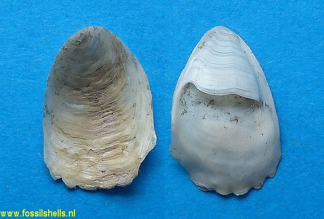 Crepidula crepidula unguis