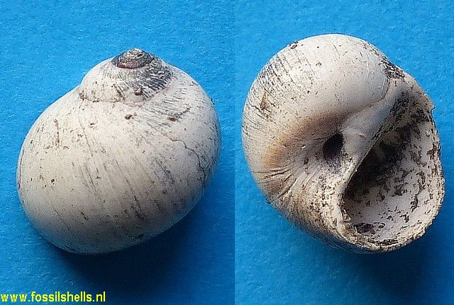 Natica sublabellata