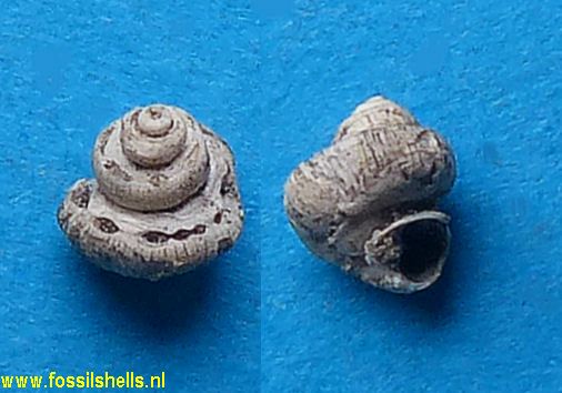 Tenagodus anguinus miocaenicus