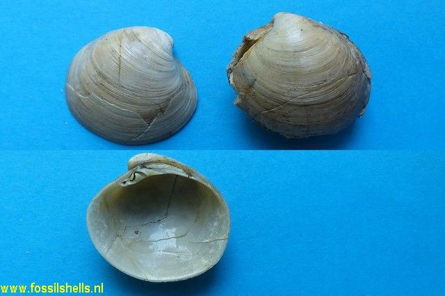 Meretrix rudis