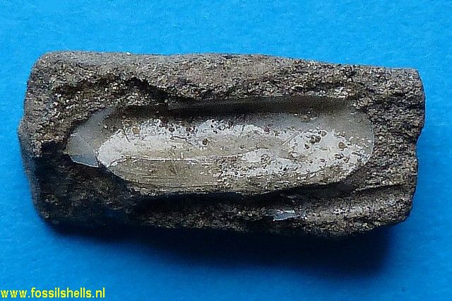 Ensis rollei