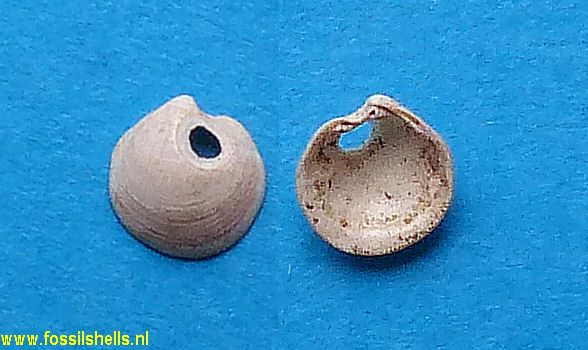 Loripes niveus