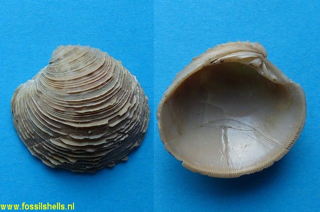 Chione multilamella