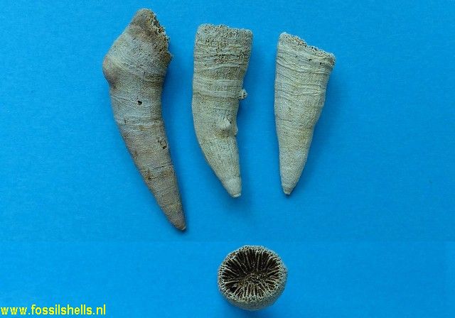 Balanophyllia elongata