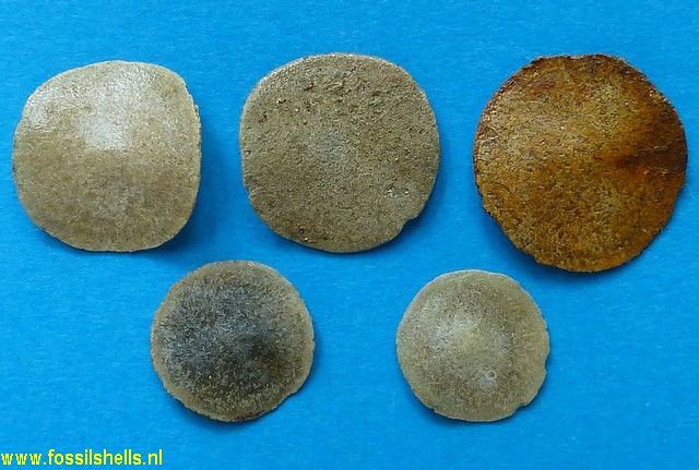 Unidentified Foraminifera