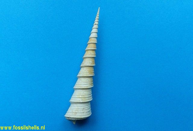 Turritella subgrundifera