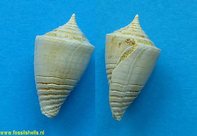 Conus aneuretos