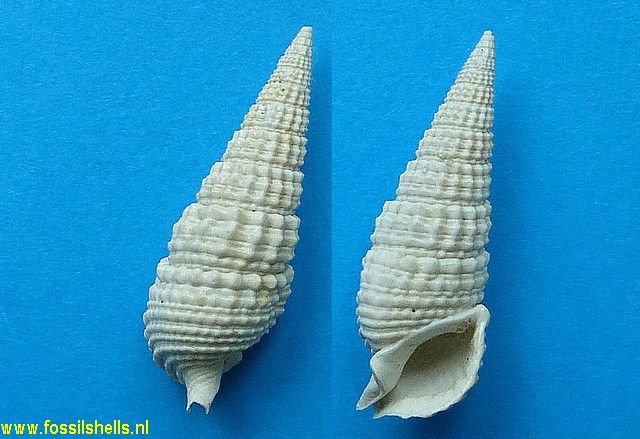 Rhinoclavis chipolana