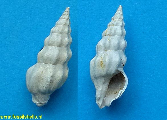 Eumetadrillia rabdotacona