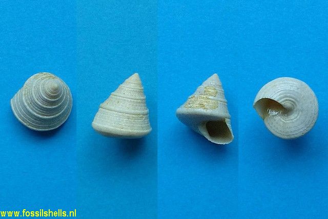 Calliostoma grammaticum