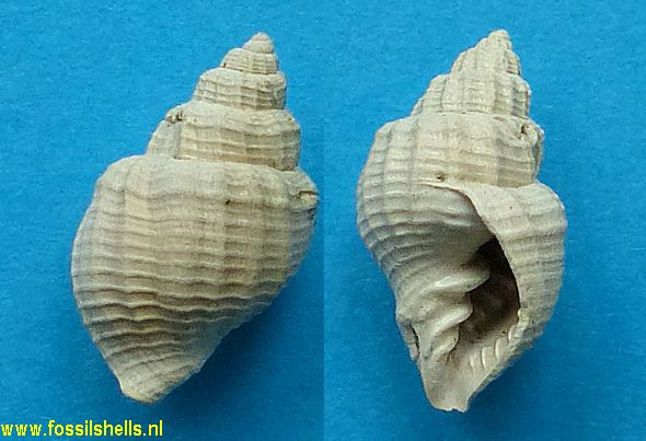 Cancellaria waltoniana