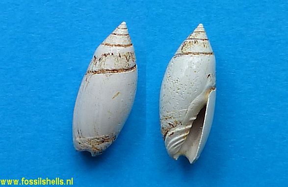 Olivella eleutheria