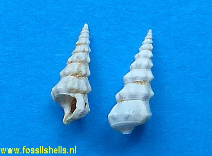 Hemicerithium pagodum