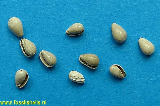 Gibberula waltoniana