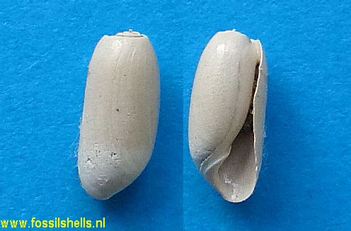 Acteocina sphalera