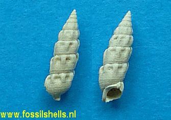 Tenuicerithium ascensum