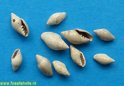 Serrata vadosa ischna