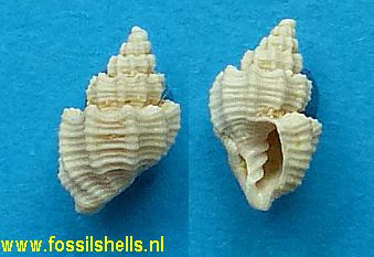 Axelella species