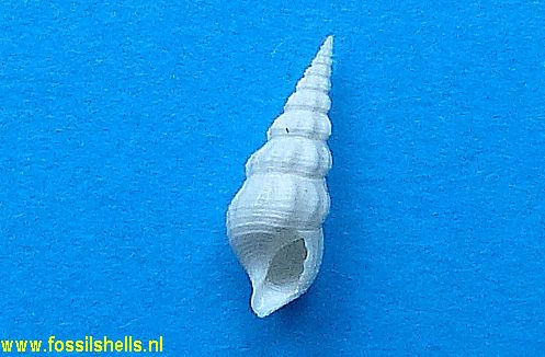 Tenuicerithium absonum