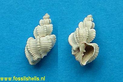 Axelella sphenoidostoma