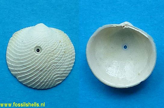 Divaricella waltonia