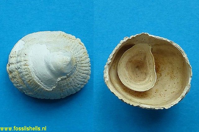 Crucibulum waltonense