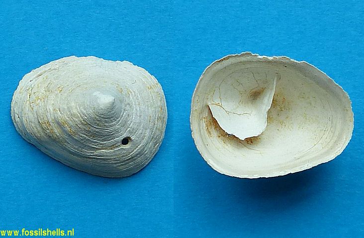 Crucibulum constrictum conjuge