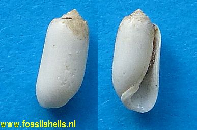 Acteocina incisula