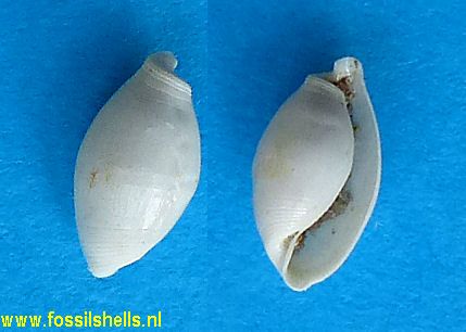 Atys oedemata