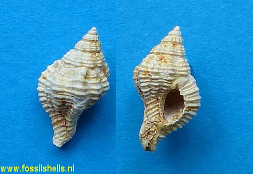 Chicoreus louisae