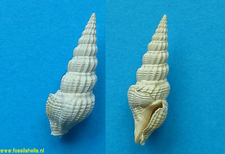 Agladrillia aulakoessa