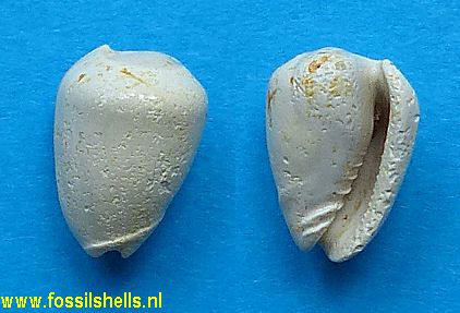 Persicula calhounensis